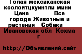 Голая мексиканская ксолоитцкуинтли мини › Цена ­ 20 000 - Все города Животные и растения » Собаки   . Ивановская обл.,Кохма г.